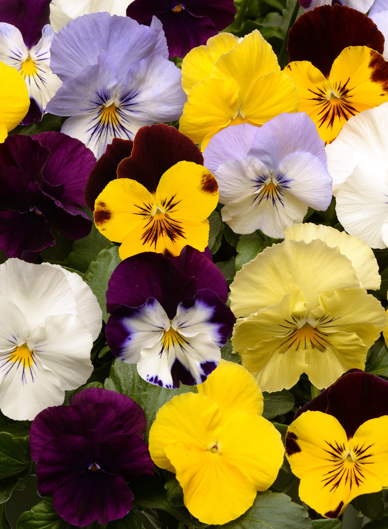 Pansy - Mix