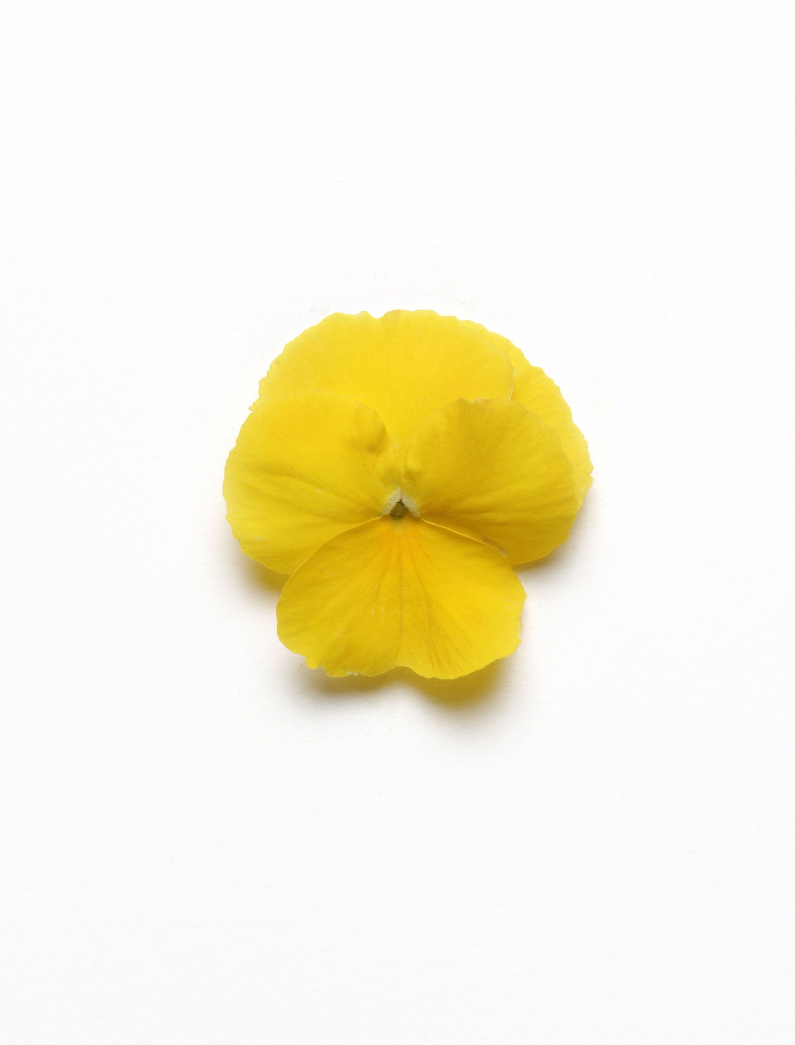 Pansy - Yellow