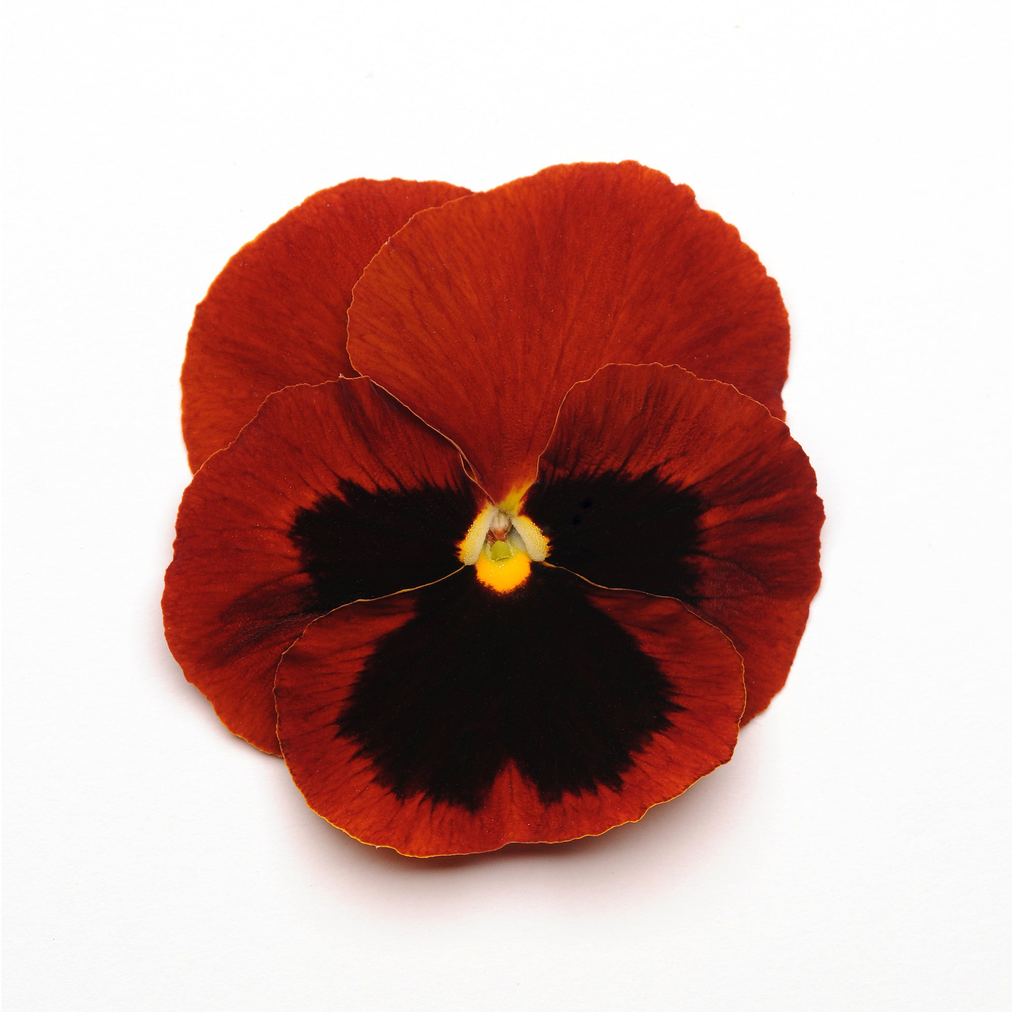 Pansy - Red Blotched