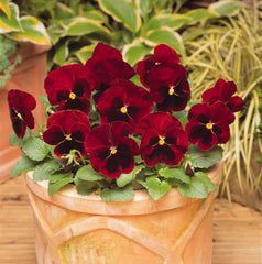 Pansy - Red Blotched