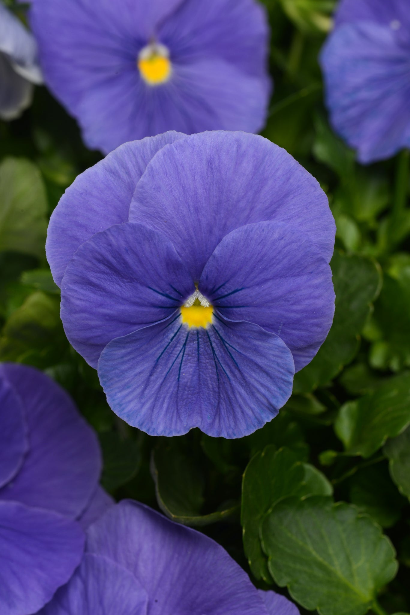 Pansy - Blue