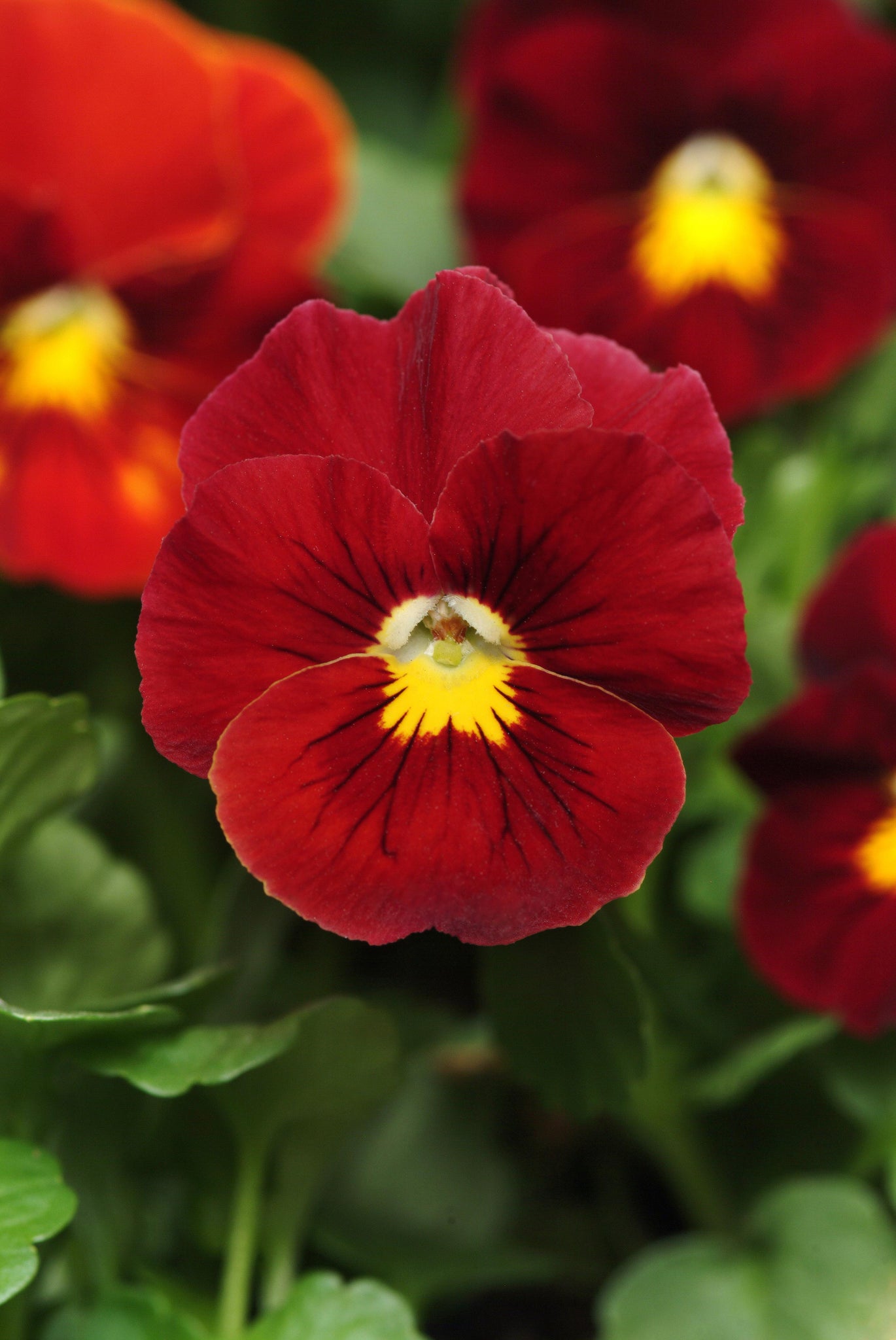 Pansy - Red