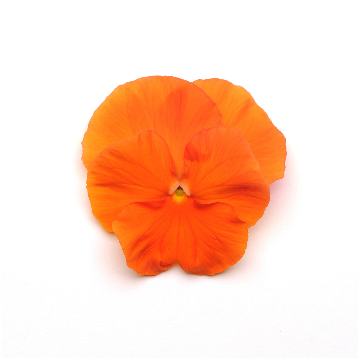 Pansy - Orange