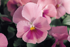 Pansy - Pink