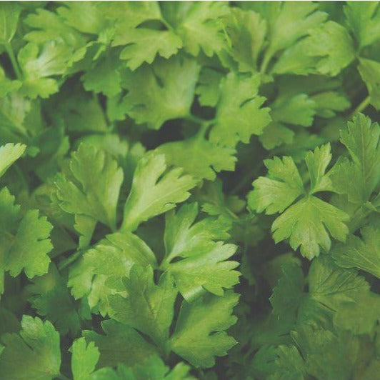Parsley - Italian