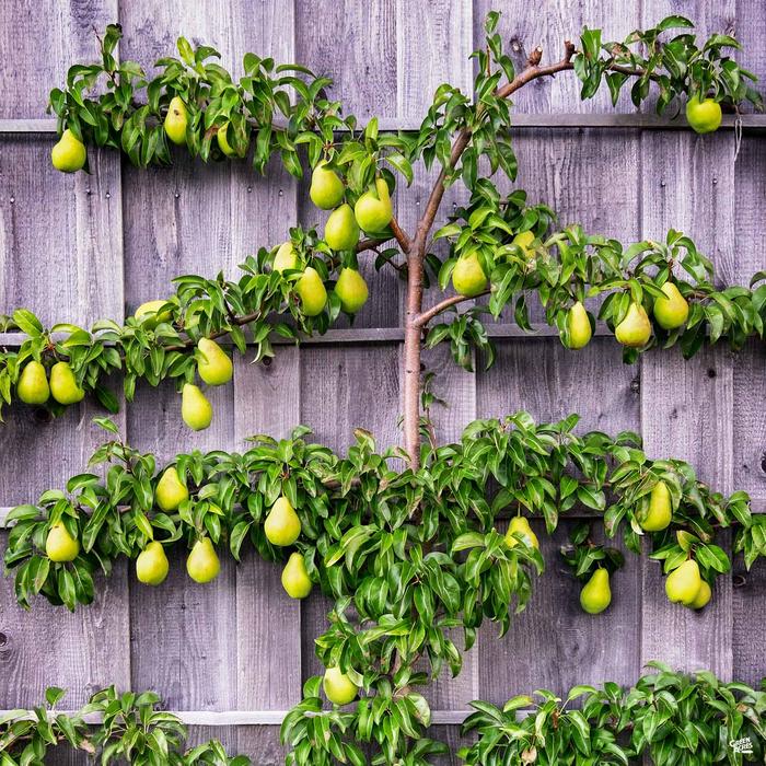 PEAR COMBO