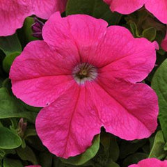 Petunia Pretty Grand Simple