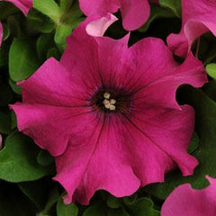 Petunia Pretty Grand Simple