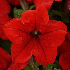 Petunia Pretty Grand Simple