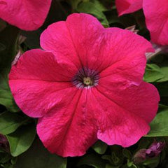 Petunia Pretty Grand Simple