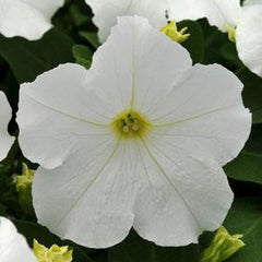 Petunia Pretty Grand Simple