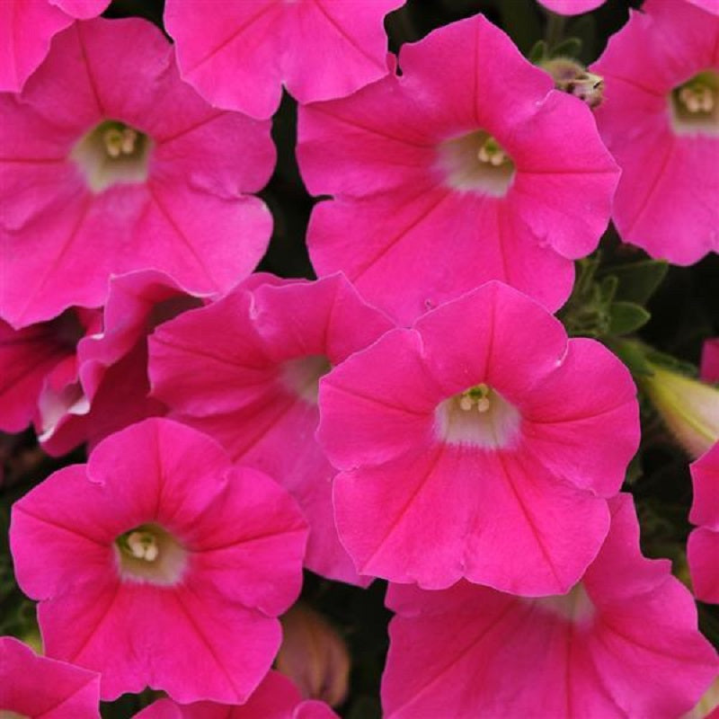 Wave Petunia - Shock Rose