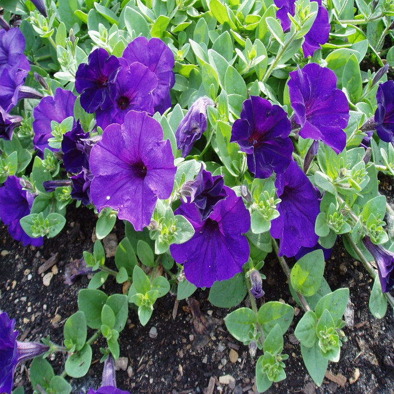 Wave Petunia - Blue