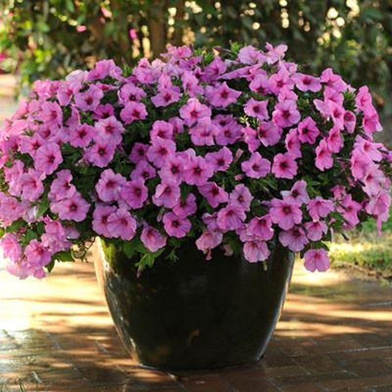 Wave Petunia - Pink