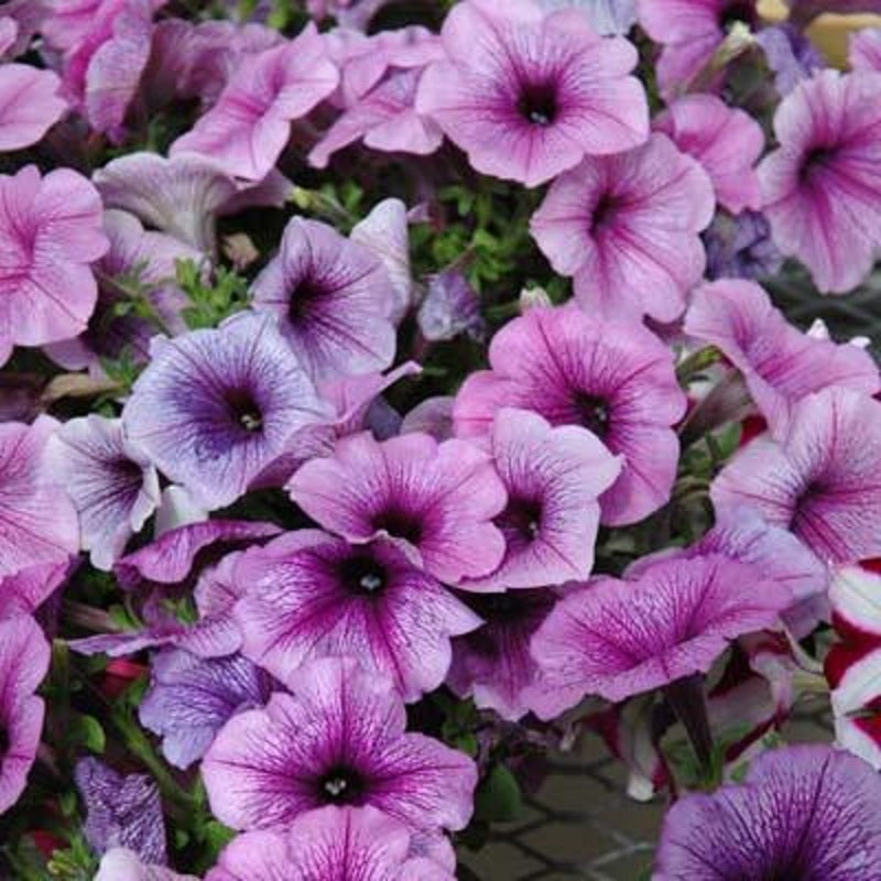 Wave Petunia - Plum Vein