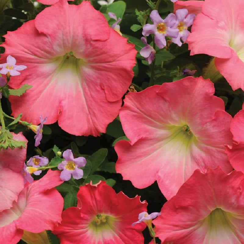 Wave Petunia - Rosy Dawn