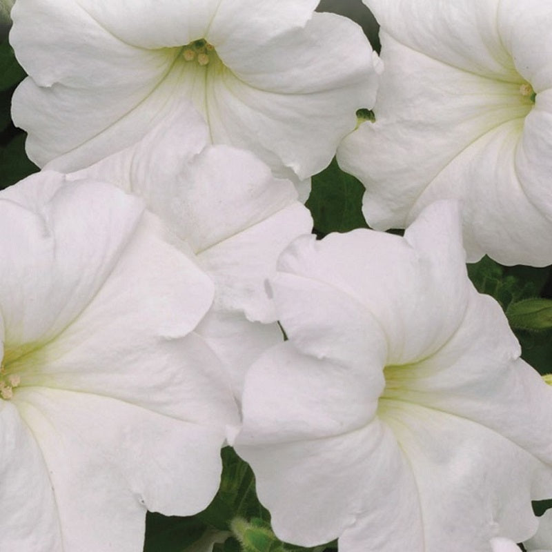 Wave Petunia - White