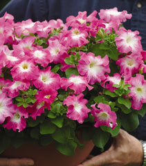 Petunia - Multiflora Rose Morn