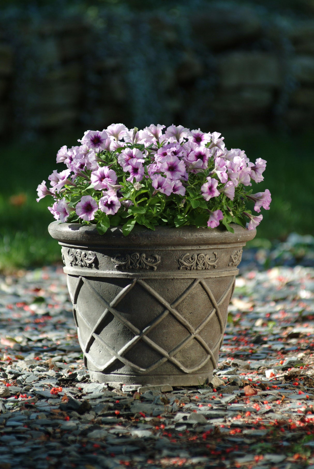 Petunia - Multiflora Plum Crazy