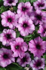 Petunia - Multiflora Plum Crazy