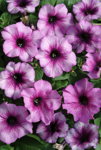 Petunia - Multiflora Plum Crazy