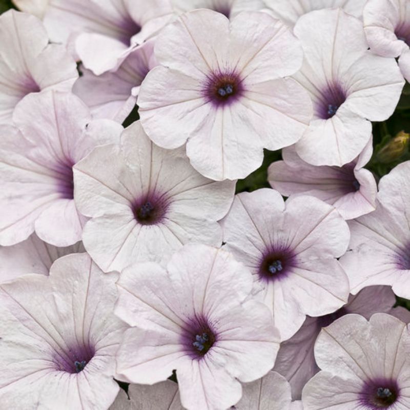 Petunia Supertunia - Trailing Silver