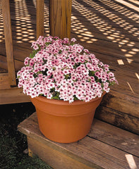 Phlox - Pink