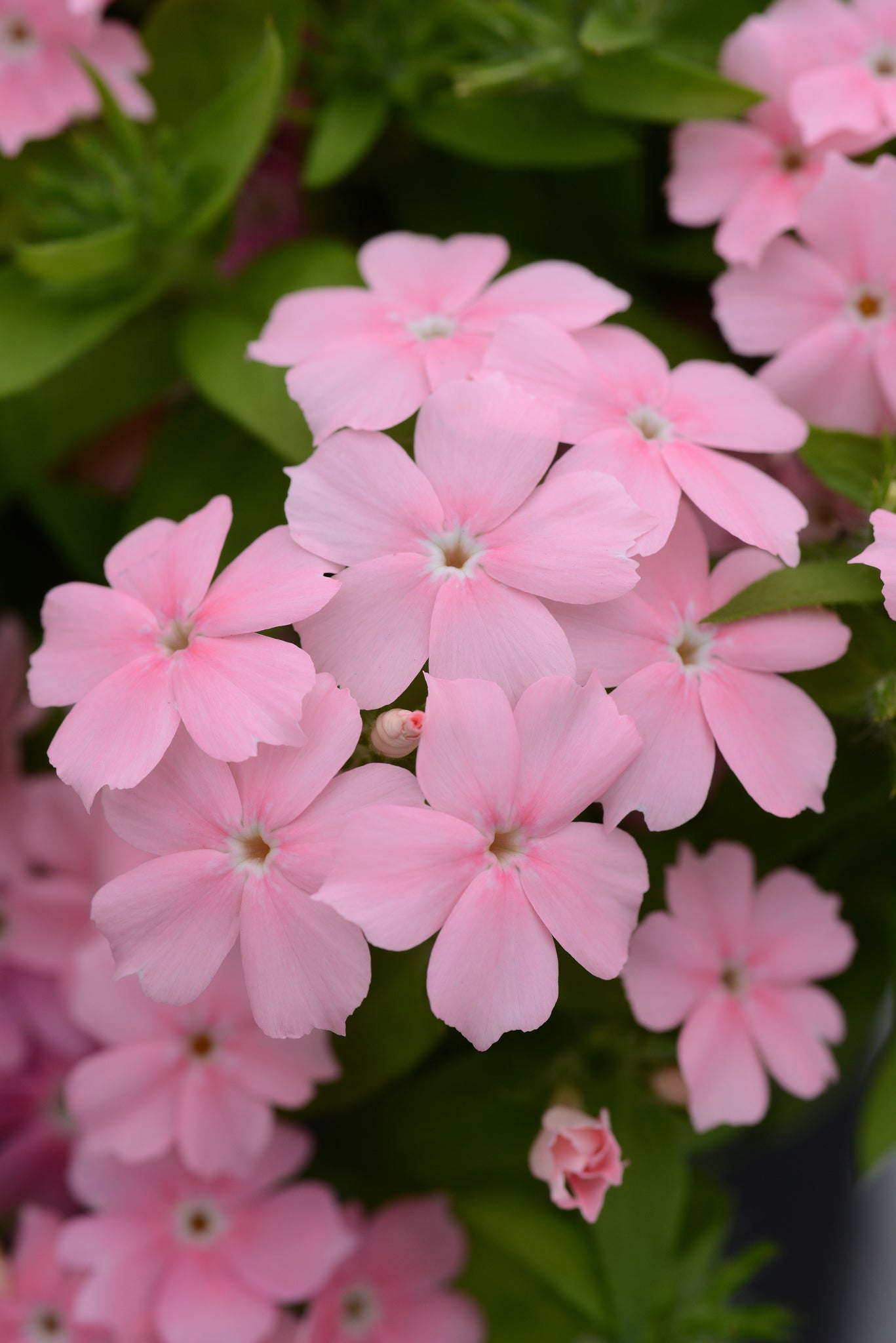 Phlox - Pink