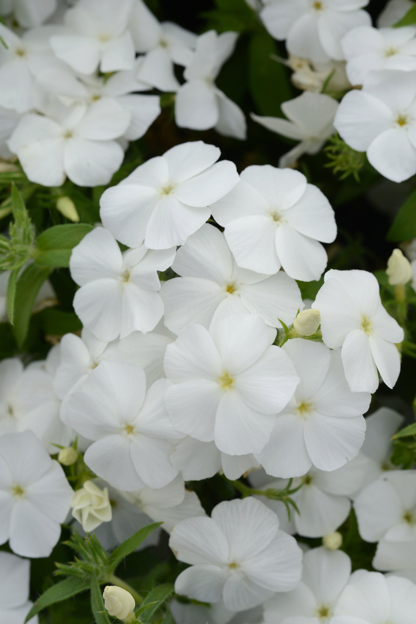 Phlox - White