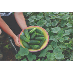 Cucumber - Pickling