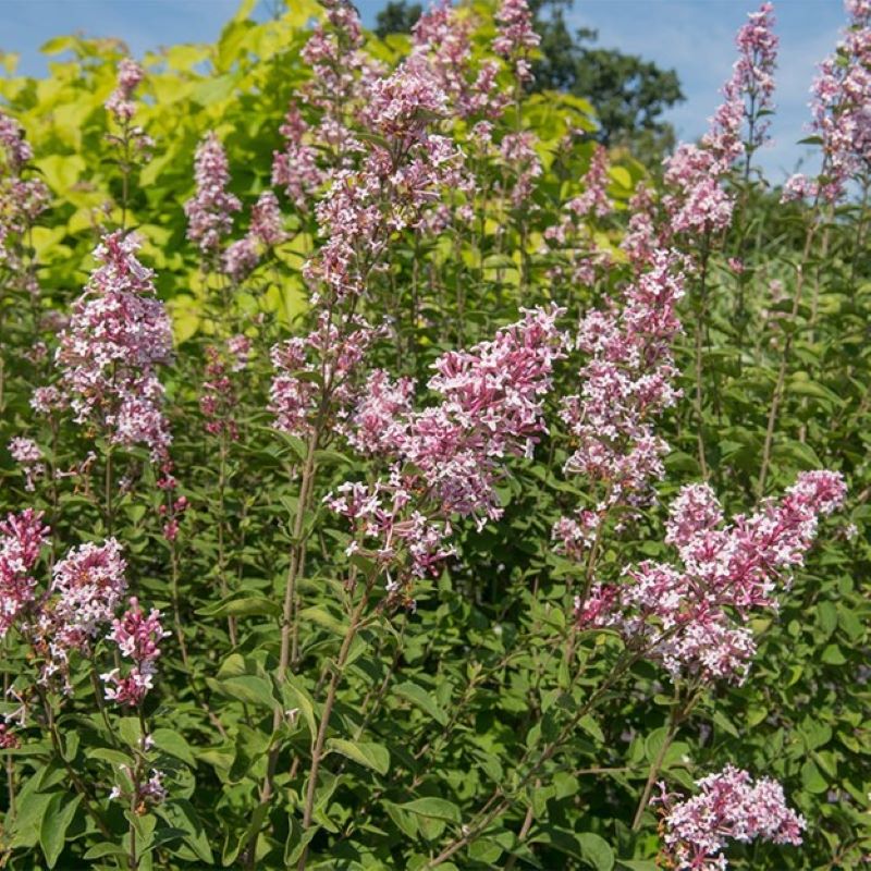 LILAC SUPERBA