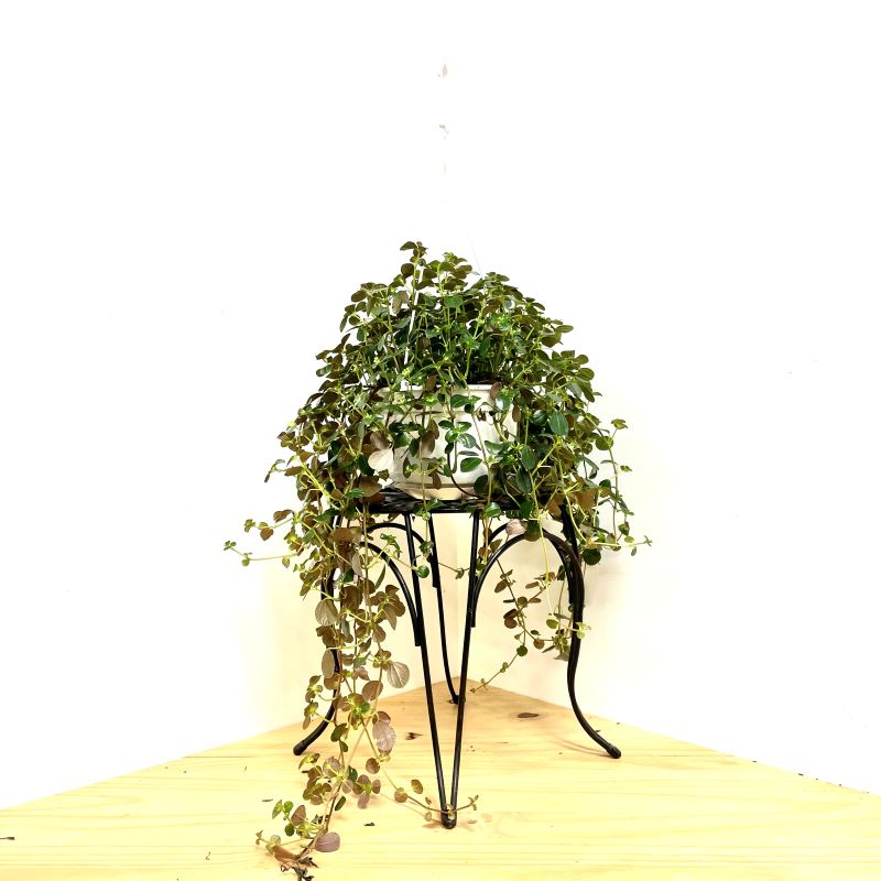 PILEA SAO PAULO