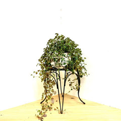 PILEA SAO PAULO