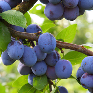 PLUM DAMSON EUROPEAN