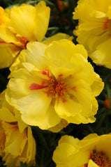 Portulaca - Yellow