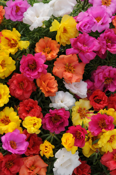 Portulaca - Mix