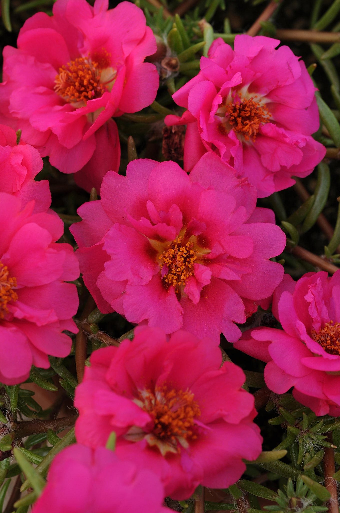 Portulaca - Fuchsia