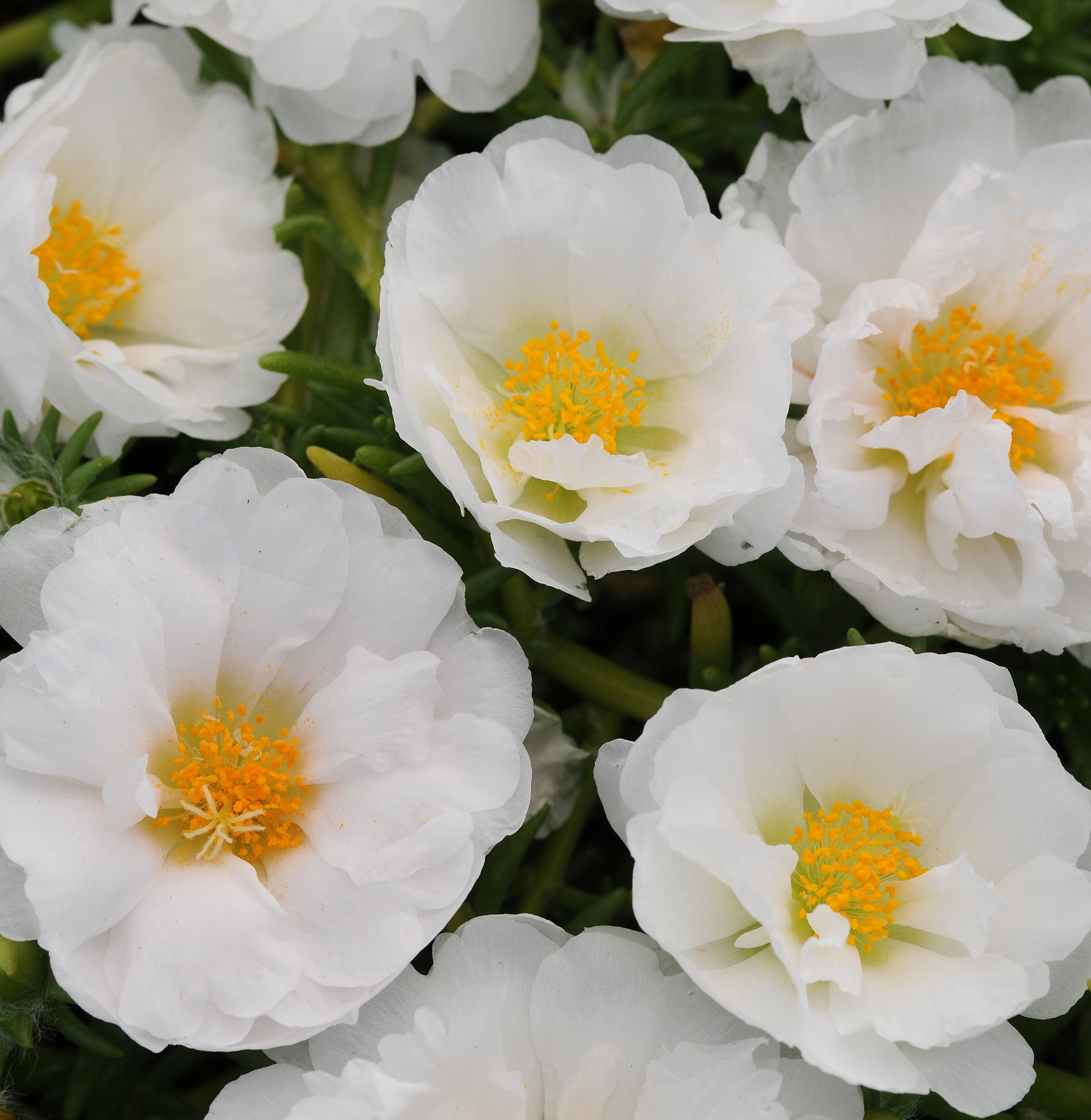 Portulaca - White