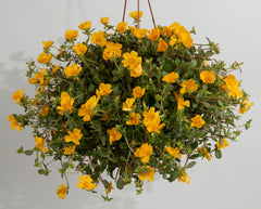 Portulaca - Yellow