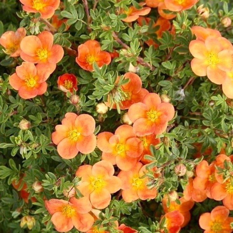 POTENTILLA ORANGEADE