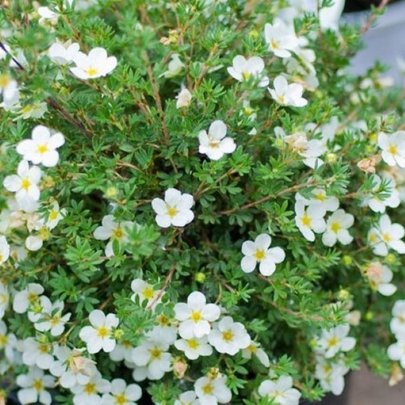 POTENTILLA MCKAY WHITE
