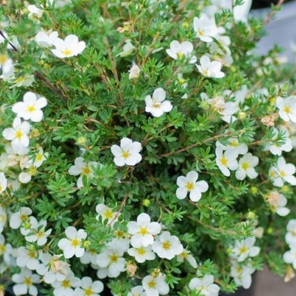 POTENTILLA MCKAY WHITE