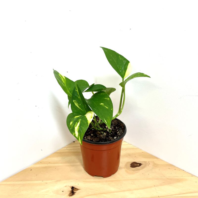 POTHOS GOLDEN