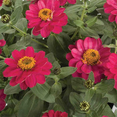 Zinnia - Profusion Cherry