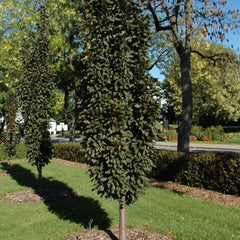 CRABAPPLE PURPLE SPIRE