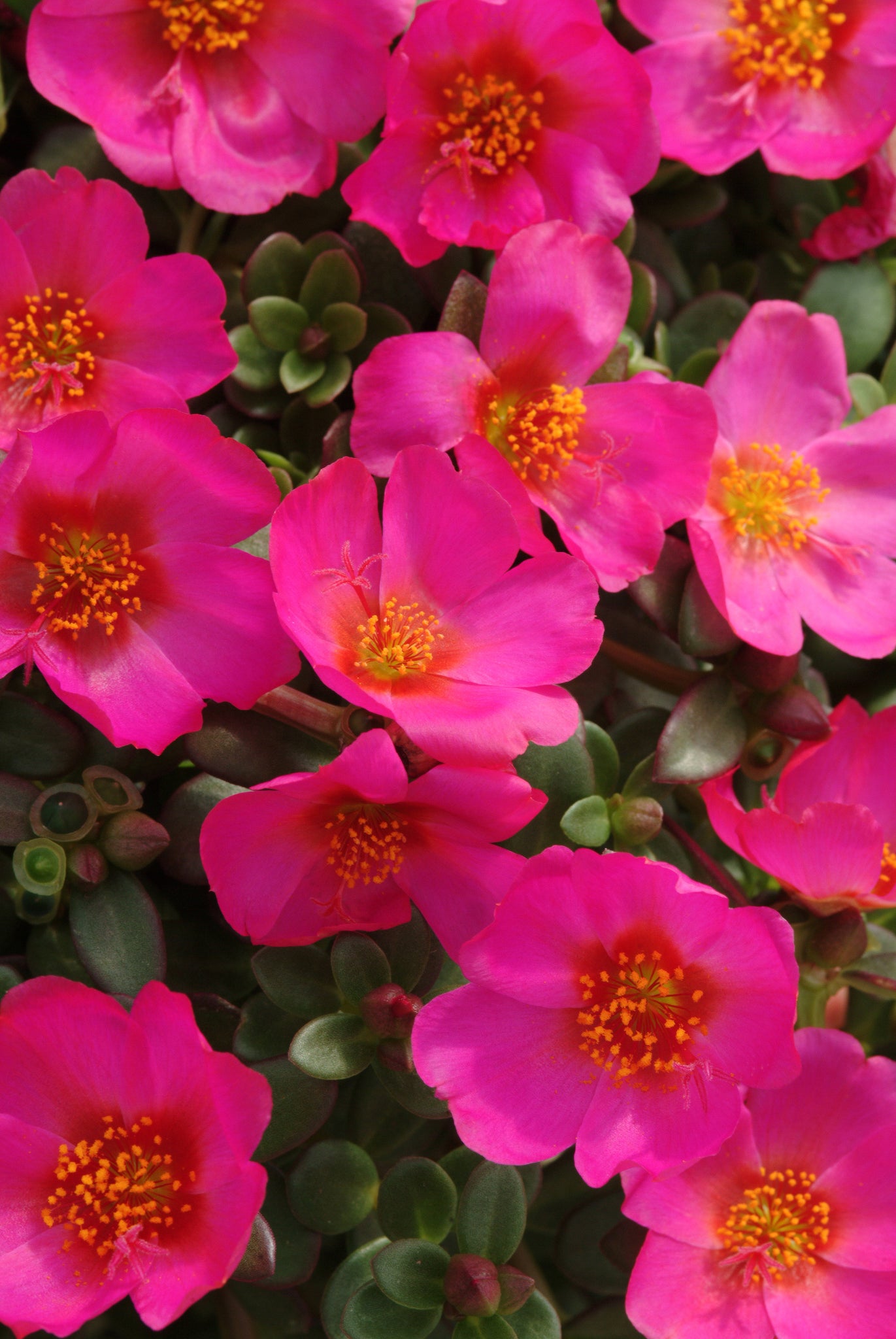 Portulaca - Pink