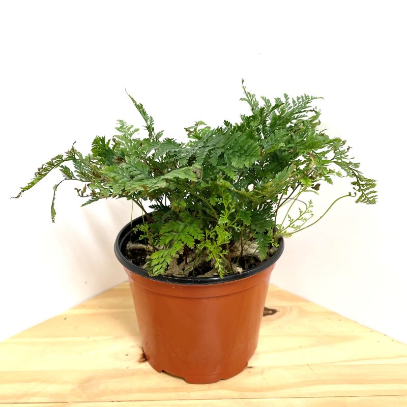 FERN RABBIT'S FOOT