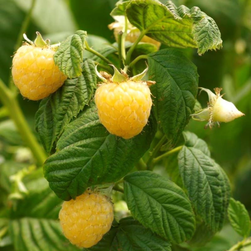 RASPBERRY ANNE – Knippel Garden Centre
