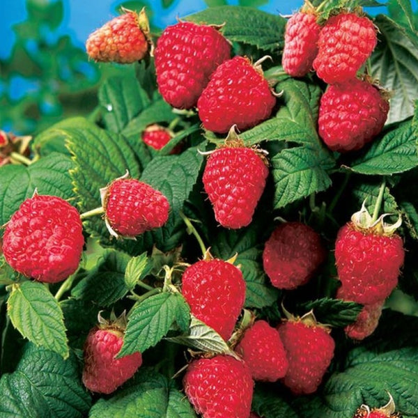 RASPBERRY HERITAGE