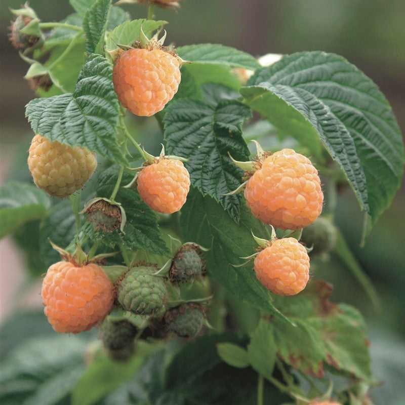 RASPBERRY FALL GOLD – Knippel Garden Centre